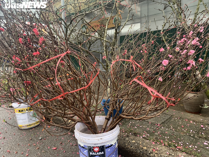 Rằm tháng Giêng, đào Nhật Tân đỏ ối, giá siêu rẻ nhưng vắng khách mua - 10