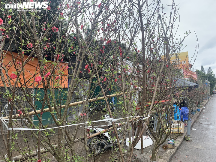 Rằm tháng Giêng, đào Nhật Tân đỏ ối, giá siêu rẻ nhưng vắng khách mua - 7