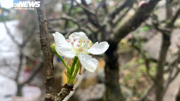 Bỏ tiền triệu chơi lê rừng sau Tết - 10