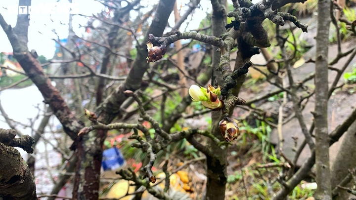 Bỏ tiền triệu chơi lê rừng sau Tết - 9