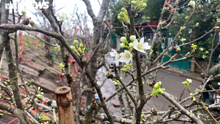 Bỏ tiền triệu chơi lê rừng sau Tết - 4