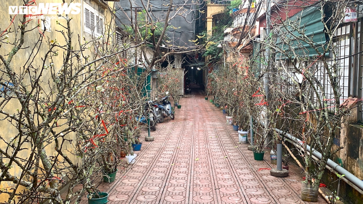 Bỏ tiền triệu chơi lê rừng sau Tết - 2