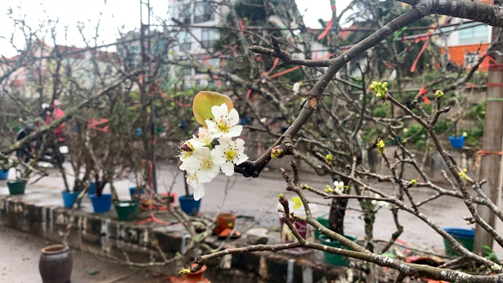 Bỏ tiền triệu chơi lê rừng sau Tết - 12