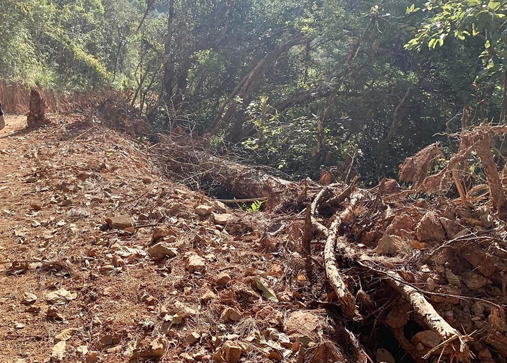 Cận cảnh rừng Quốc gia tại Đắk Lắk, Lâm Đồng bị san ủi trái phép - 6