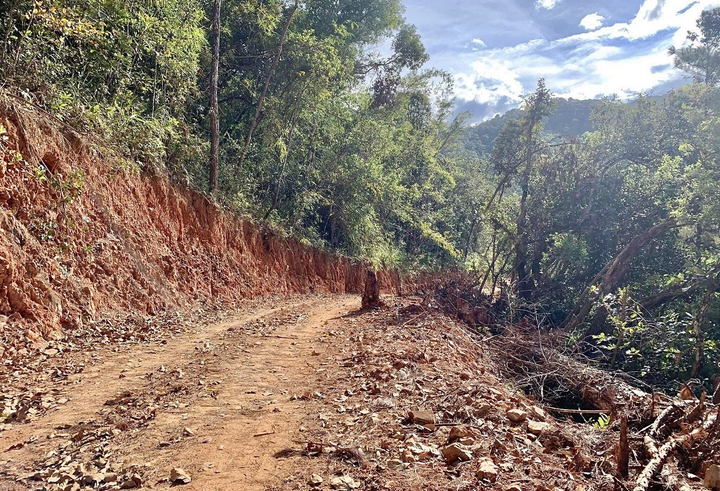 Cận cảnh rừng Quốc gia tại Đắk Lắk, Lâm Đồng bị san ủi trái phép - 5