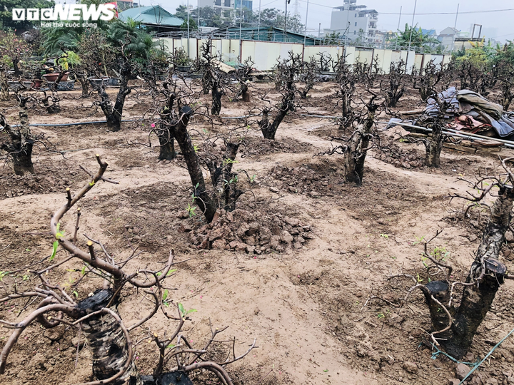 Nhà vườn Nhật Tân chi tiền triệu mỗi ngày 'tái sinh' đào sau Tết - 10