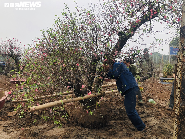 Nhà vườn Nhật Tân chi tiền triệu mỗi ngày 'tái sinh' đào sau Tết - 12