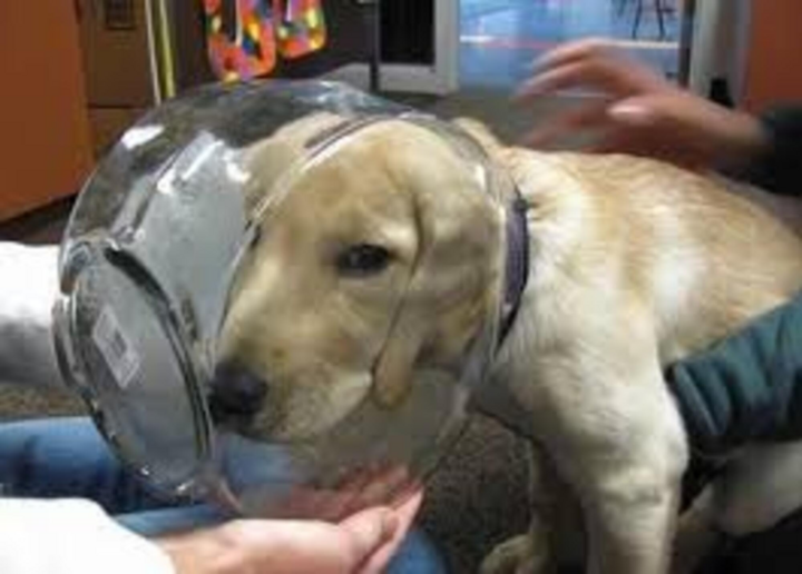 Lạ đời những tình huống mắc kẹt không tưởng, cần lắm một lời giải thích - 1