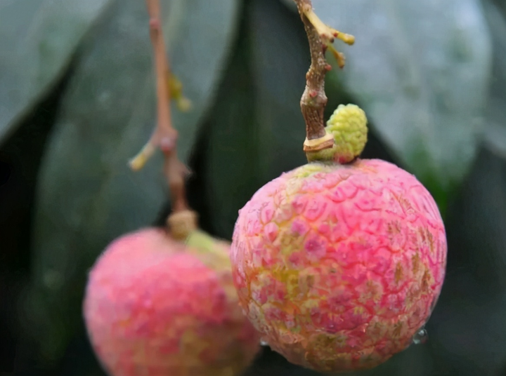 Quả vải có giá bằng một chiếc xe Mercedes 2 tỷ đồng có mùi vị như thế nào? - 4