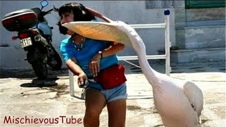 Rớt tim nhìn hội động vật nhầm con người với thức ăn, cạp không trượt phát nào - 4