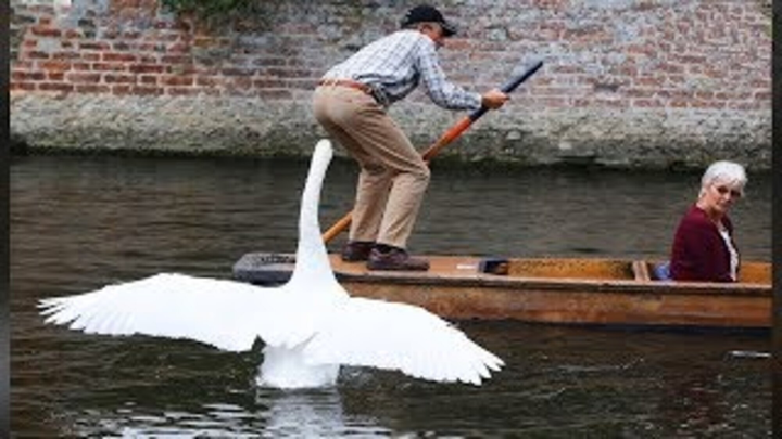 Rớt tim nhìn hội động vật nhầm con người với thức ăn, cạp không trượt phát nào - 2