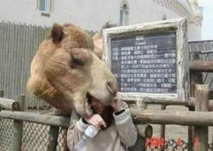 Rớt tim nhìn hội động vật nhầm con người với thức ăn, cạp không trượt phát nào - 9