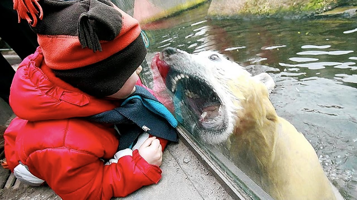 Rớt tim nhìn hội động vật nhầm con người với thức ăn, cạp không trượt phát nào - 6