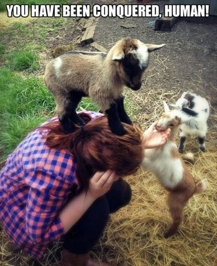 Rớt tim nhìn hội động vật nhầm con người với thức ăn, cạp không trượt phát nào - 8