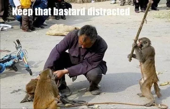 Rớt tim nhìn hội động vật nhầm con người với thức ăn, cạp không trượt phát nào - 7