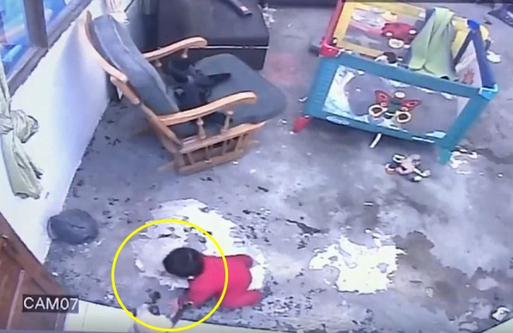 Chú mèo lao ra như siêu anh hùng cứu cậu chủ nhỏ khỏi nguy hiểm chết người - 2