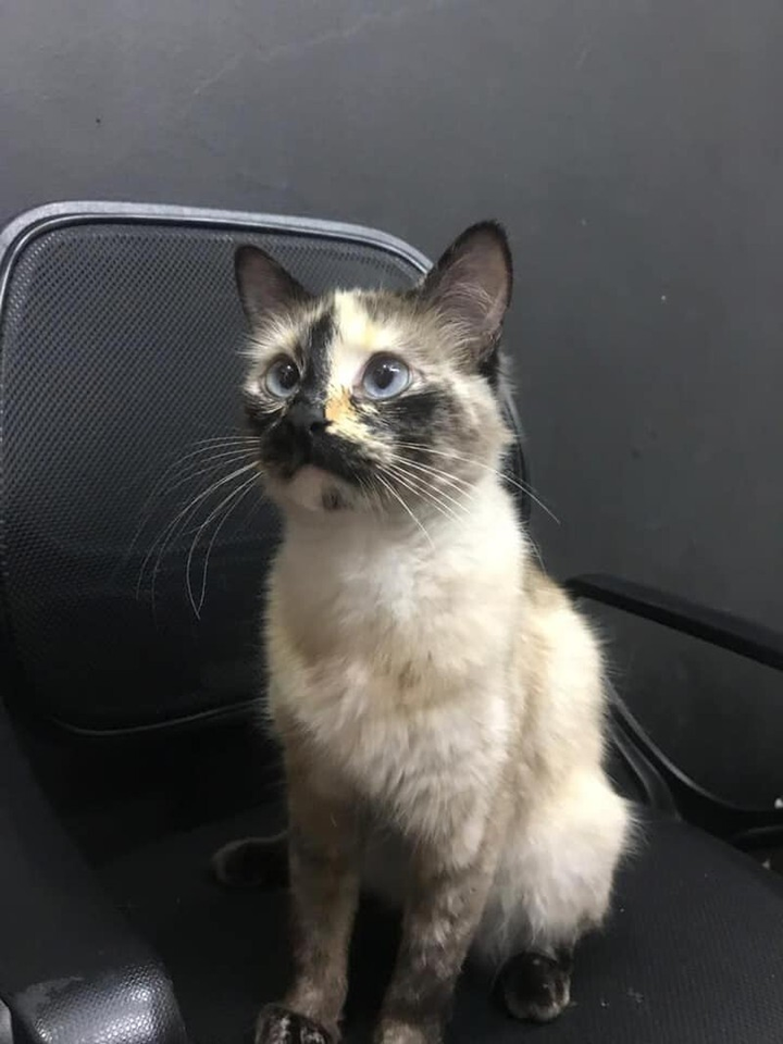 Chú mèo lao ra như siêu anh hùng cứu cậu chủ nhỏ khỏi nguy hiểm chết người - 4