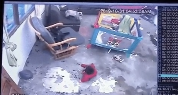 Chú mèo lao ra như siêu anh hùng cứu cậu chủ nhỏ khỏi nguy hiểm chết người - 1