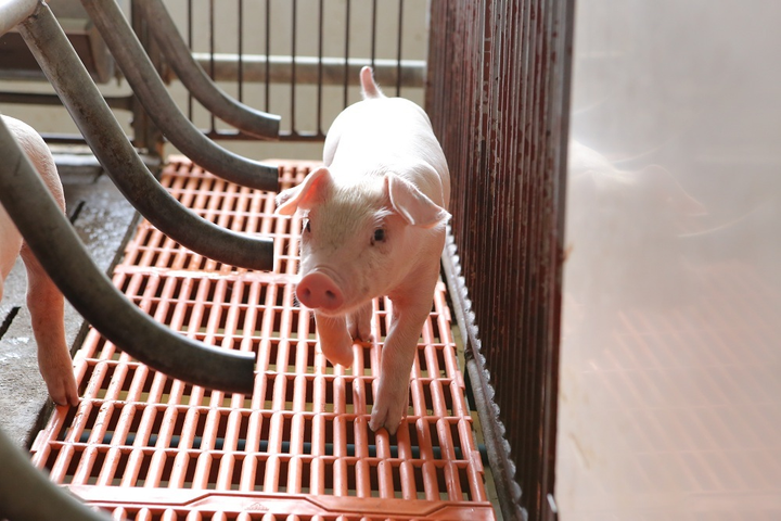 Đến năm 2025, Nova Consumer chú trọng phát triển mảng trang trại - 1