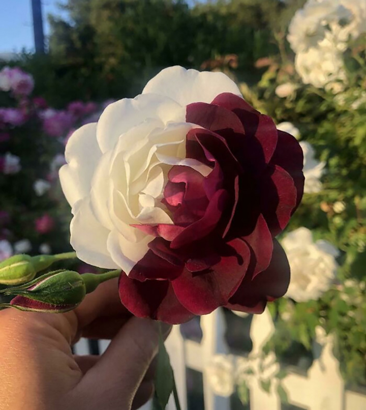 Loạt ảnh gây sững sờ vì sự hoàn hảo diệu kỳ của tạo hóa - 11