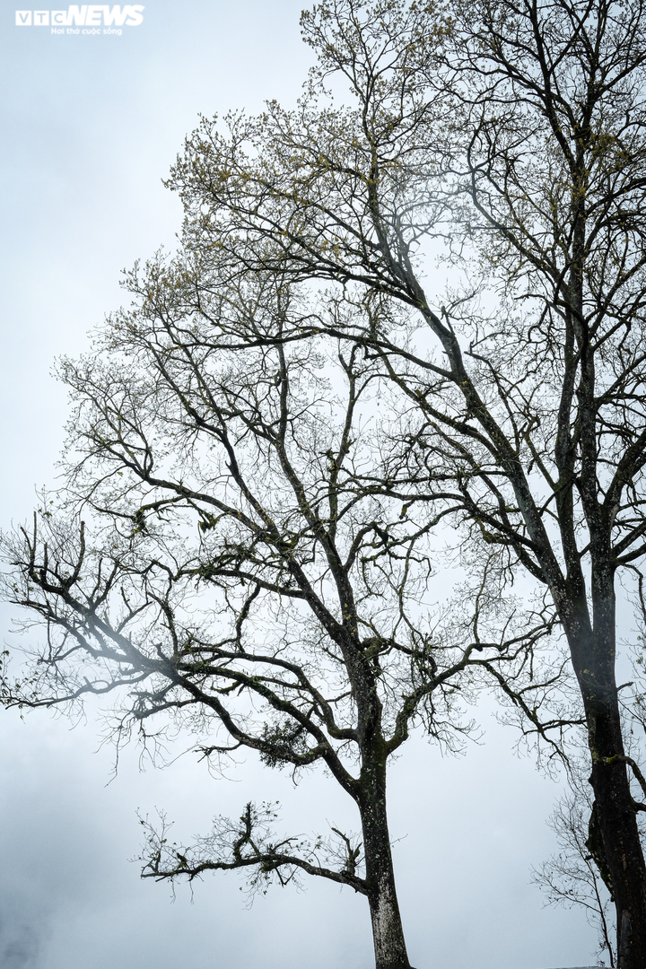 Ảnh: Y Tý lạnh âm độ, mờ ảo trong băng giá - 5