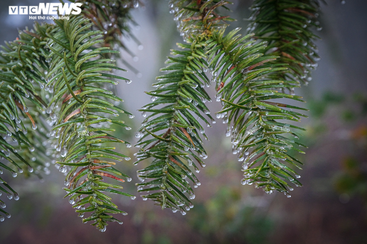 Ảnh: Y Tý lạnh âm độ, mờ ảo trong băng giá - 6