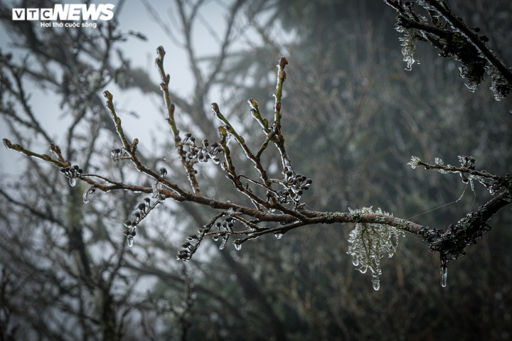 Ảnh: Y Tý lạnh âm độ, mờ ảo trong băng giá - 7