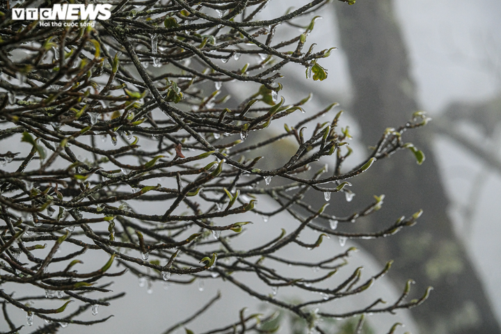 Ảnh: Y Tý lạnh âm độ, mờ ảo trong băng giá - 8