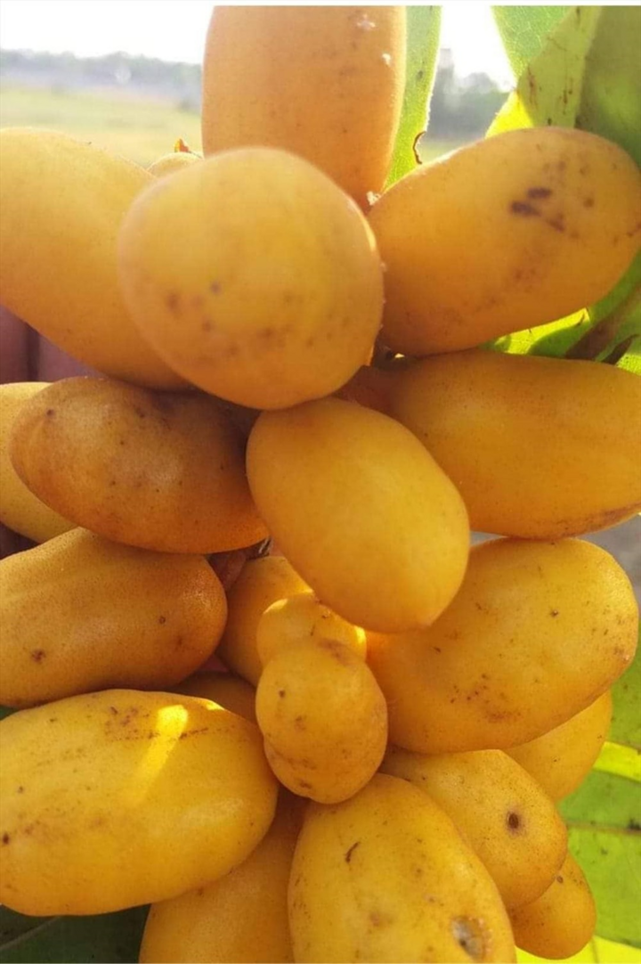 Quả dủ dẻ vàng ươm nổi tiếng ở Quảng Trị có vị ra sao mà người ở đây lại mê mẩn? - 4
