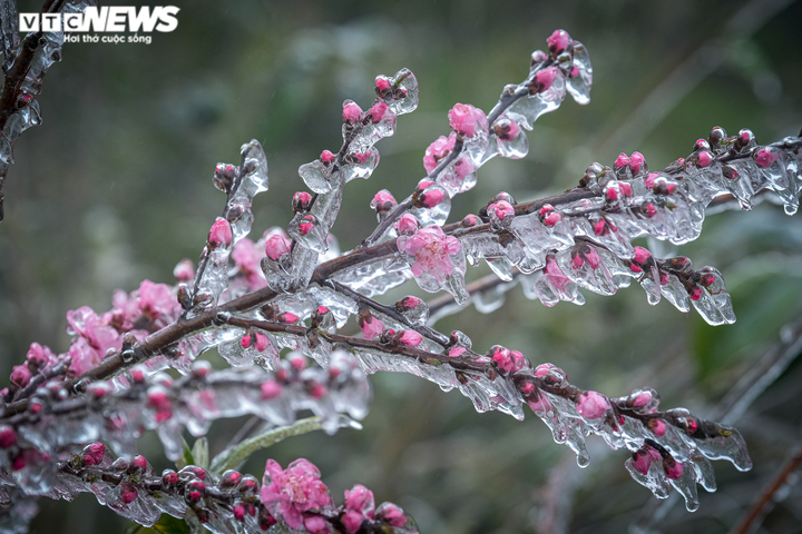 Trong đợt rét đậm, rét hại sắp tới, vùng núi cao khả năng xảy ra băng giá và sương muối.