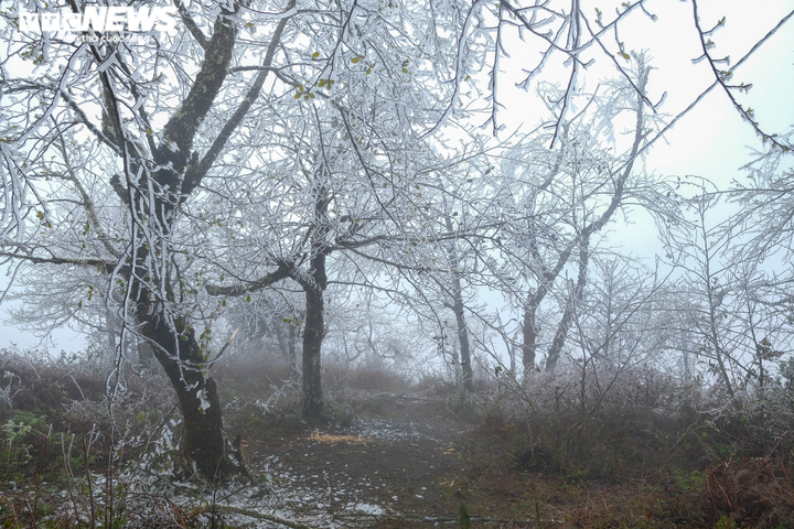 Ảnh: Du khách háo hức dựng lều săn tuyết tại thôn cao nhất Lào Cai - 1
