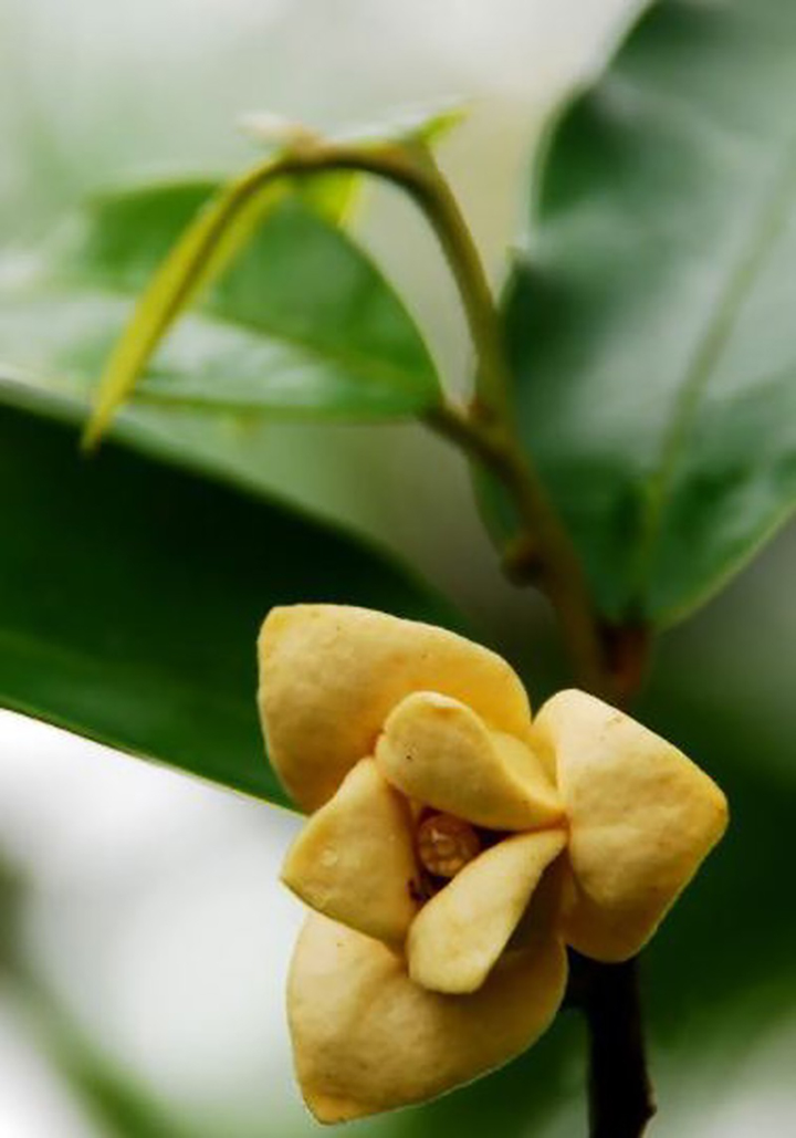 Quả dủ dẻ vàng ươm nổi tiếng ở Quảng Trị có vị ra sao mà người ở đây lại mê mẩn? - 3