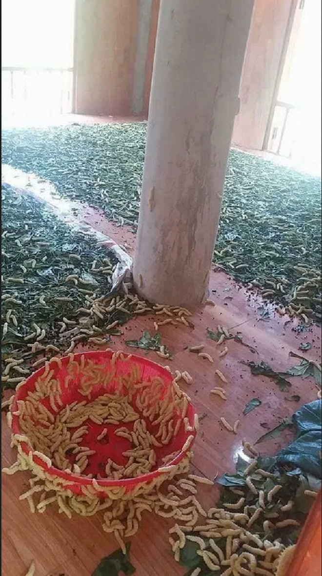 Cảnh nhà lúc nhúc bầy sinh vật 'sổng chuồng' khiến dân mạng sợ hơn phim kinh dị - 1