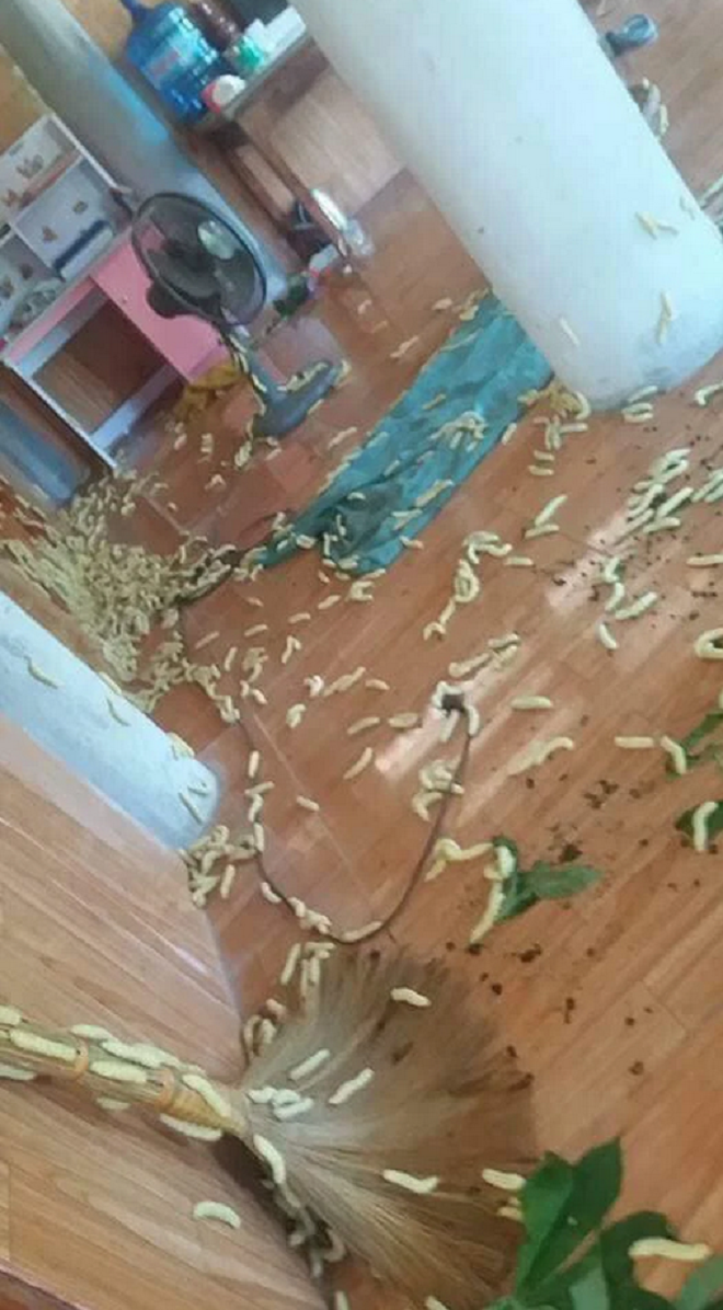 Cảnh nhà lúc nhúc bầy sinh vật 'sổng chuồng' khiến dân mạng sợ hơn phim kinh dị - 2