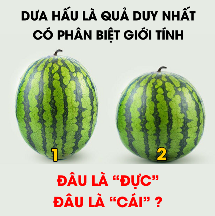Đố vui: Quả dưa hấu nào đực, quả nào cái? - 1