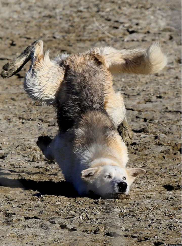 Phì cười trước những màn 'té sấp mặt' xứng đáng nhận 100 điểm hài hước - 4