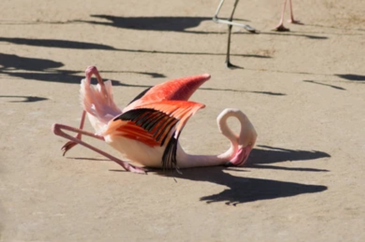 Phì cười trước những màn 'té sấp mặt' xứng đáng nhận 100 điểm hài hước - 9