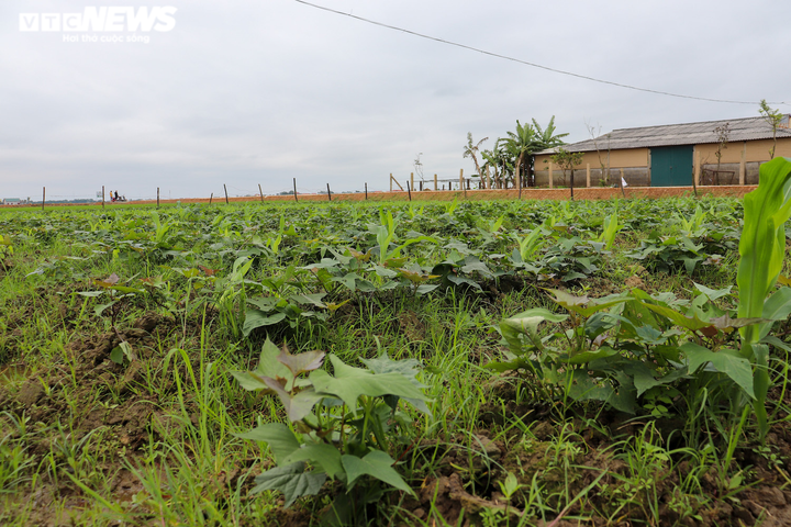 Bỏ phố về quê làm nông sản sạch, nông dân Quảng Bình ‘bỏ túi' hàng trăm triệu - 1