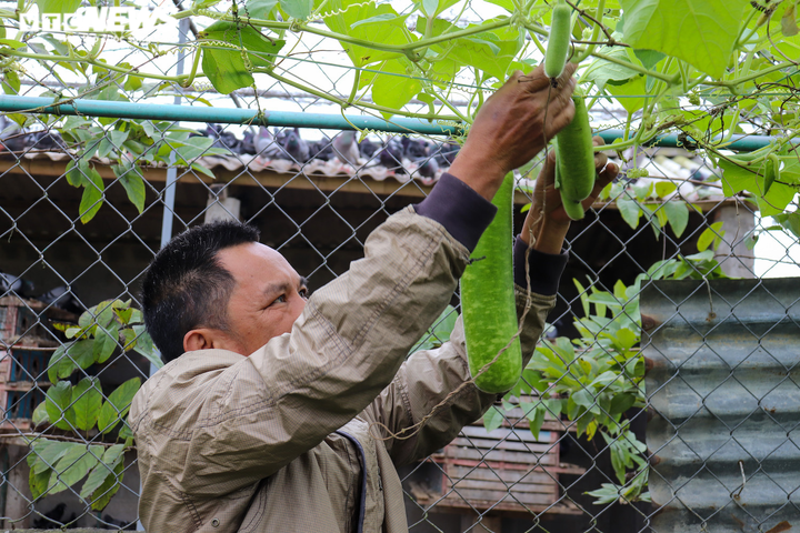 Bỏ phố về quê làm nông sản sạch, nông dân Quảng Bình ‘bỏ túi' hàng trăm triệu - 4