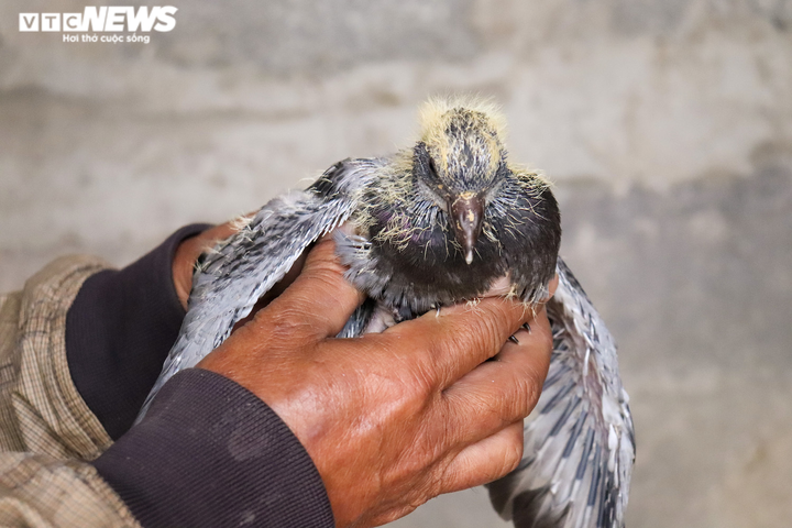 Bỏ phố về quê làm nông sản sạch, nông dân Quảng Bình ‘bỏ túi' hàng trăm triệu - 7