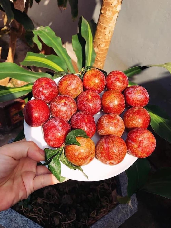 Mận đầu mùa đắt đỏ, giá vài trăm nghìn đồng/kg vẫn được vét sạch - 7