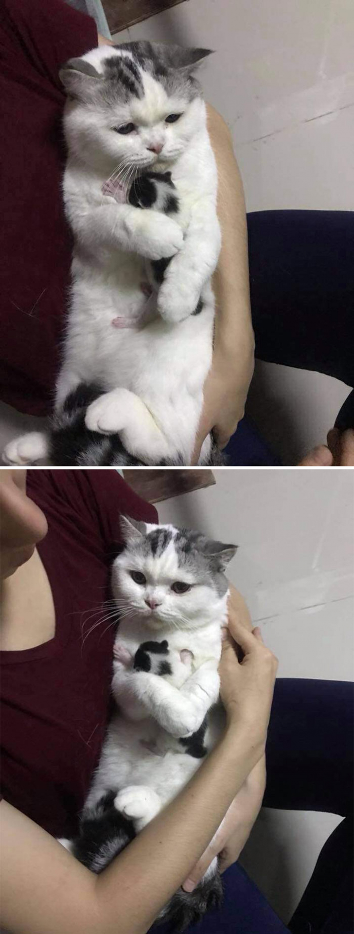 Loạt ảnh cảm động về tình yêu của động vật làm tan chảy trái tim - 12