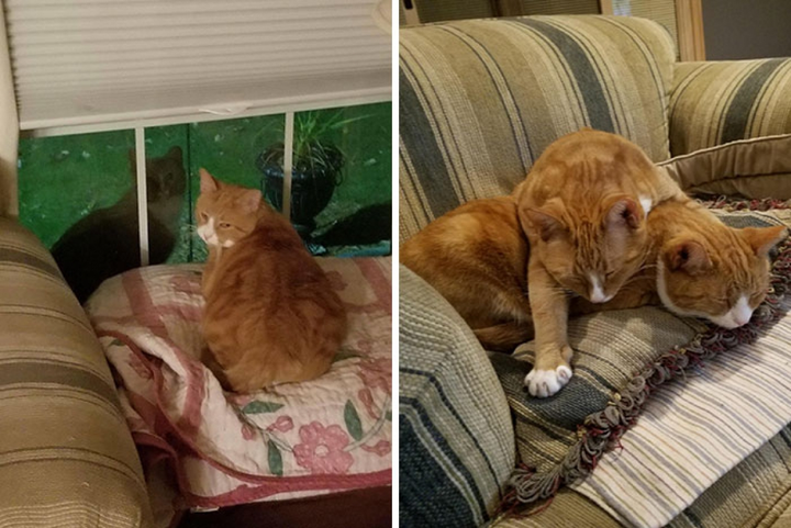 Loạt ảnh cảm động về tình yêu của động vật làm tan chảy trái tim - 7