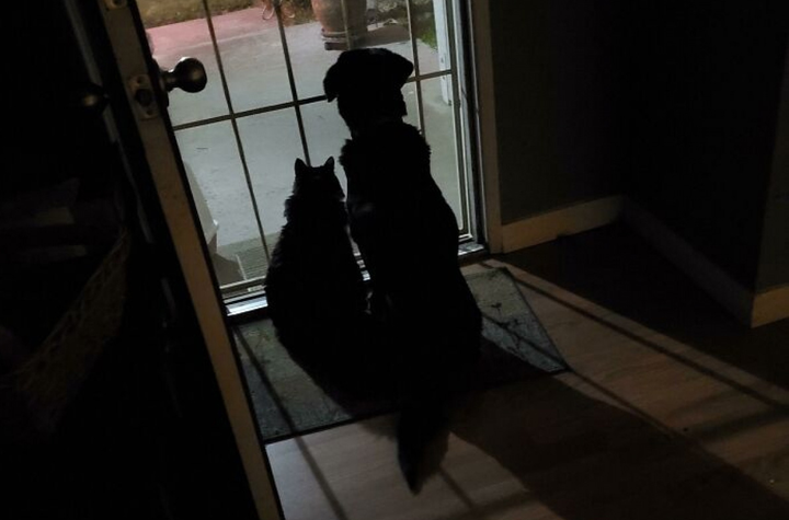 Loạt ảnh cảm động về tình yêu của động vật làm tan chảy trái tim - 1