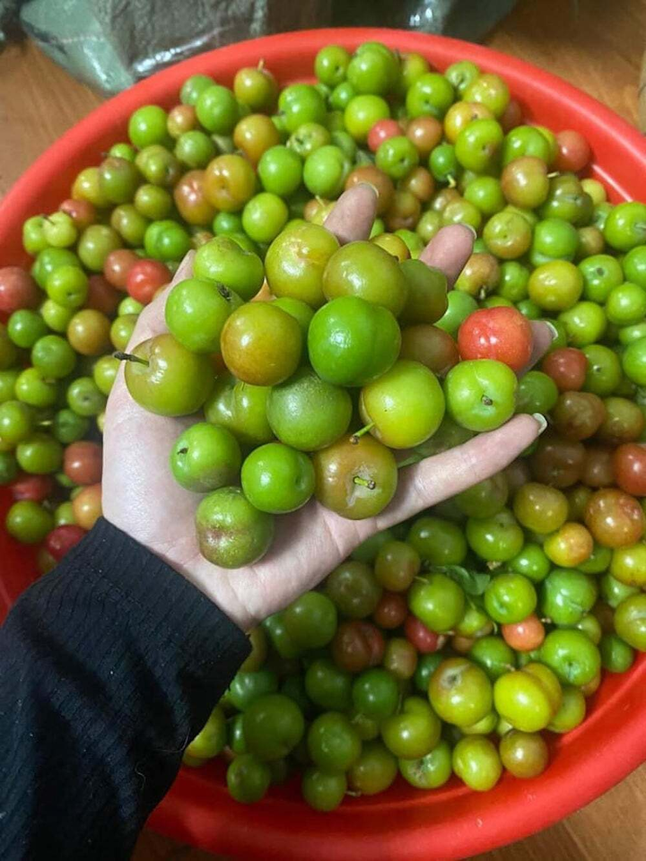 Mận đầu mùa đắt đỏ, giá vài trăm nghìn đồng/kg vẫn được vét sạch - 8