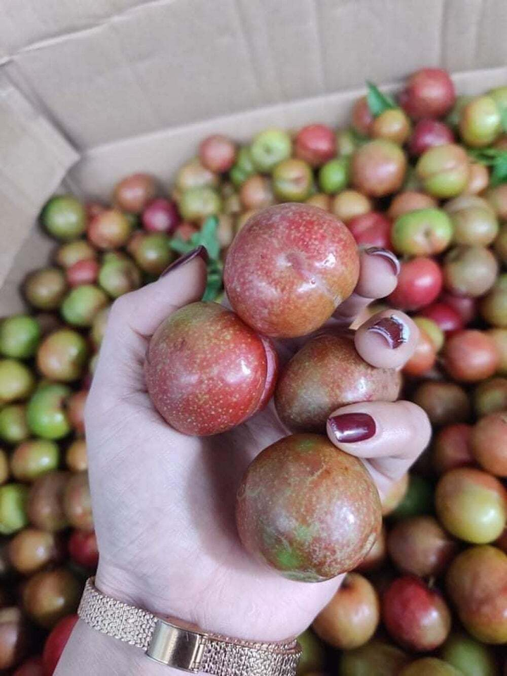 Mận đầu mùa đắt đỏ, giá vài trăm nghìn đồng/kg vẫn được vét sạch - 3