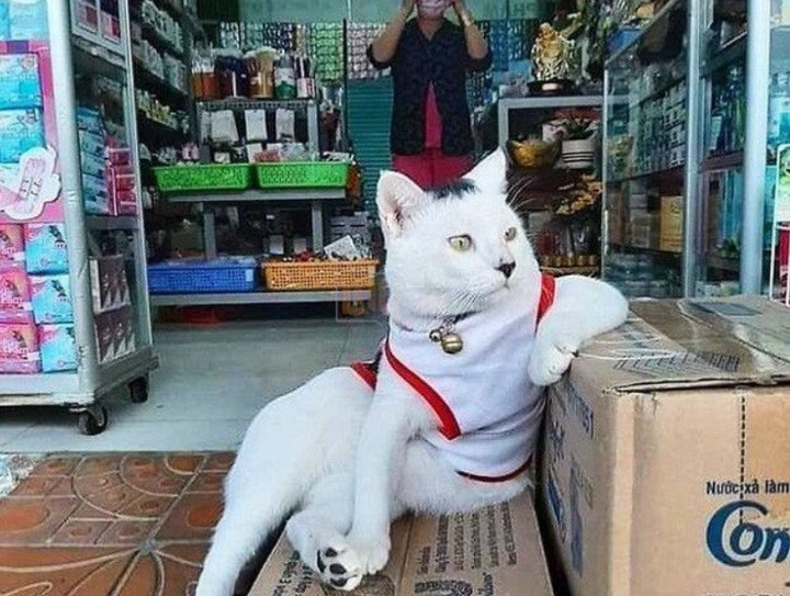 Chó mèo xả thân 'bán mình' để giúp chủ buôn bán, đủ 'thủ đoạn' dụ dỗ khách - 8