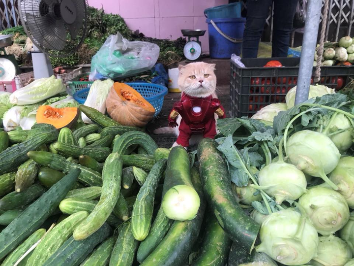 Chó mèo xả thân 'bán mình' để giúp chủ buôn bán, đủ 'thủ đoạn' dụ dỗ khách - 7