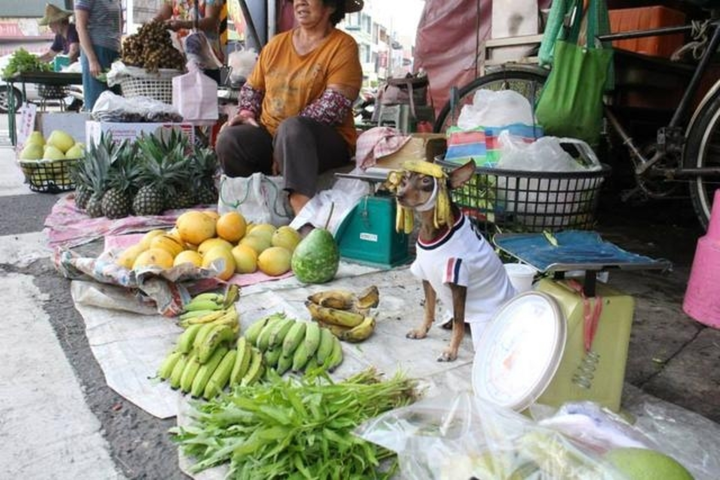 Chó mèo xả thân 'bán mình' để giúp chủ buôn bán, đủ 'thủ đoạn' dụ dỗ khách - 6