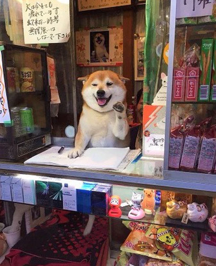 Chó mèo xả thân 'bán mình' để giúp chủ buôn bán, đủ 'thủ đoạn' dụ dỗ khách - 4